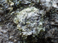 Lepraria membranacea