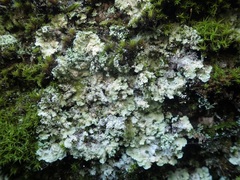 Lepraria membranacea