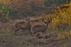 Axis porcinus