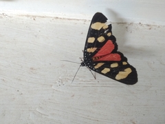 Heraclia africana