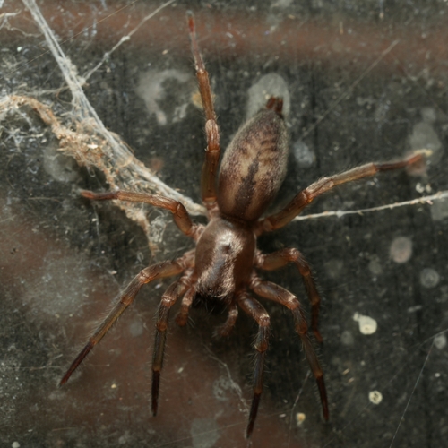 Bark Sac Spider, Königswinter Oberpleis Busbf (Ankunft), 53639 Königswinter, Deutschland, photo 5 of 10