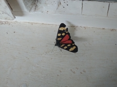 Heraclia africana