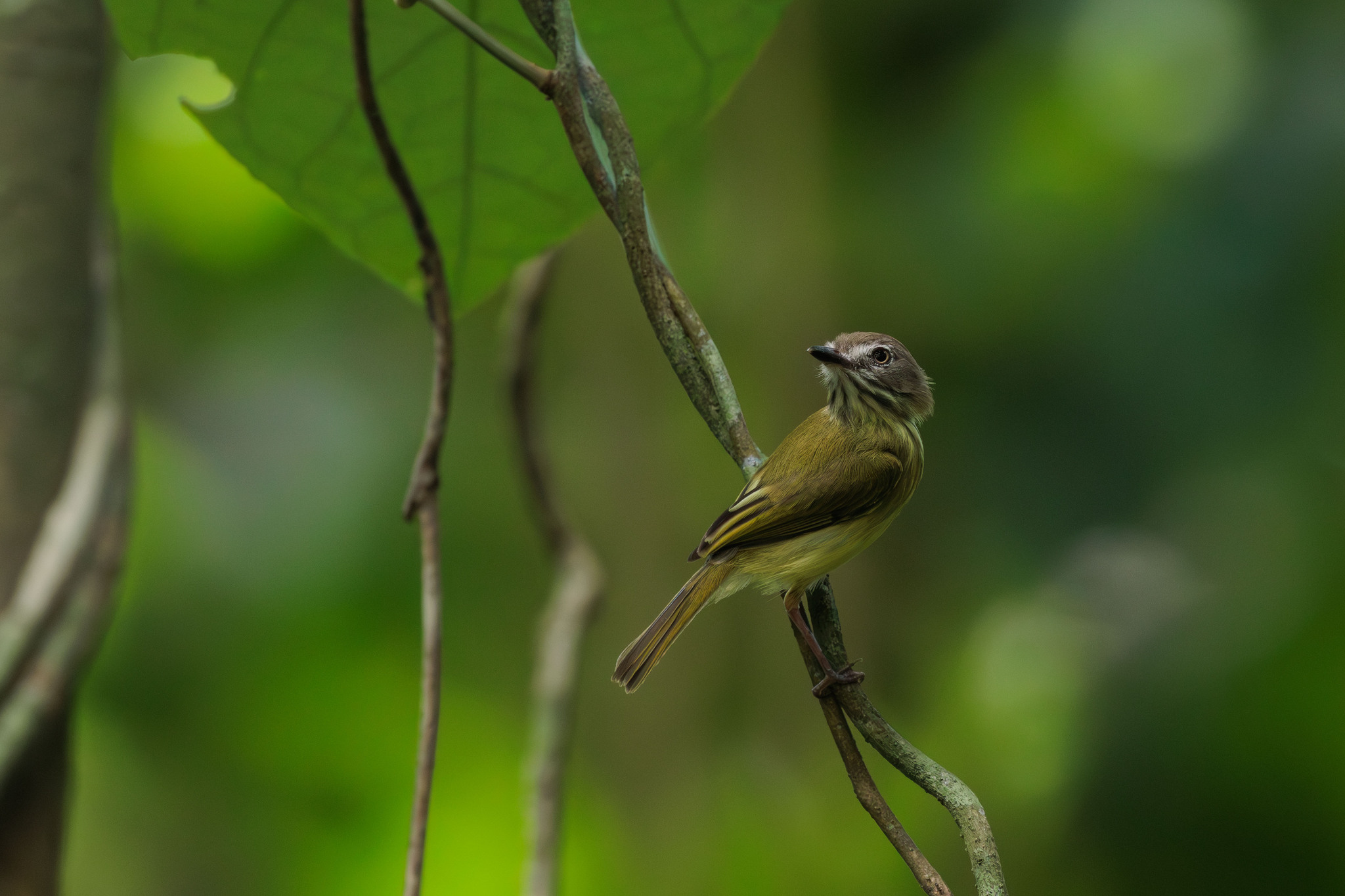 Stripe-necked Tody-Tyrant (Hemitriccus striaticollis), photo 4