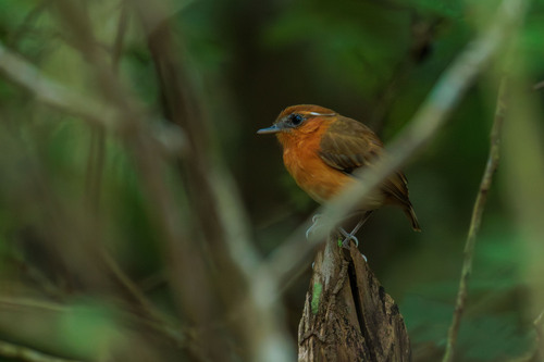 Ceara Gnateater (Conopophaga cearae)