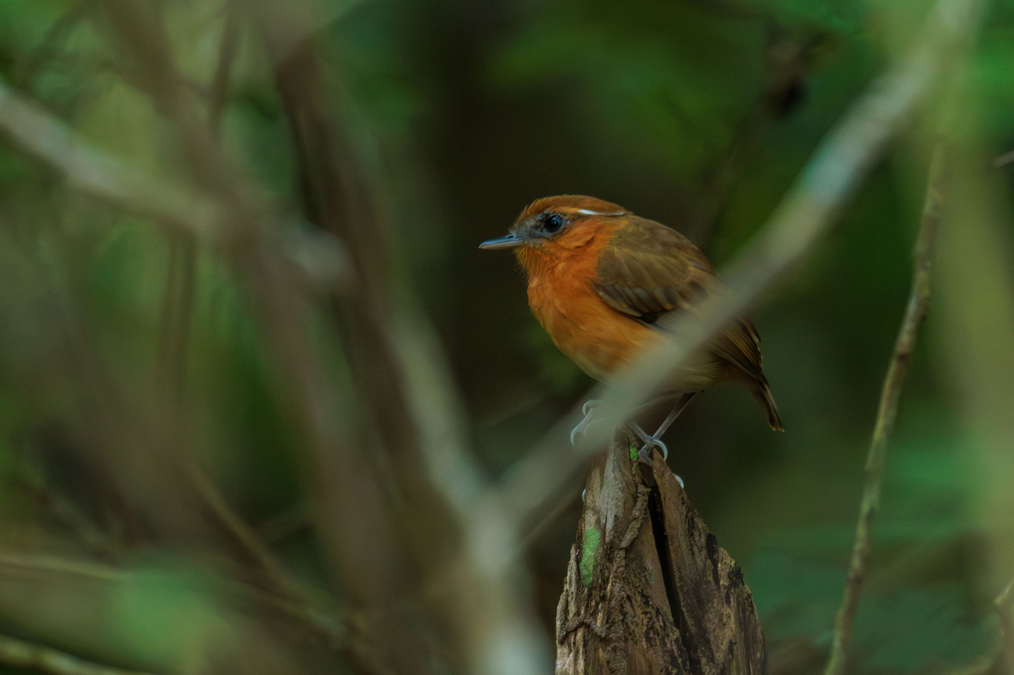 Ceara Gnateater (Conopophaga cearae), photo 1