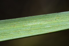 Chionochloa
