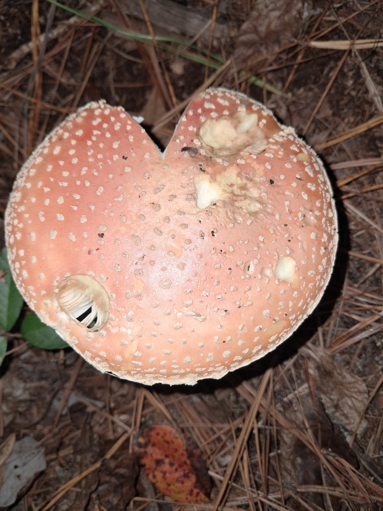 Amanita persicina · November 2025 · photo: © steven307 (iNaturalist, cc-by)