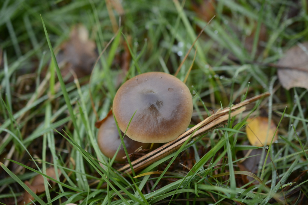 Rhodocollybia asema · November 2025 · photo: © cryptomarasmius (iNaturalist, cc-by)