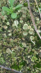 Cladonia chlorophaea