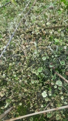 Cladonia chlorophaea