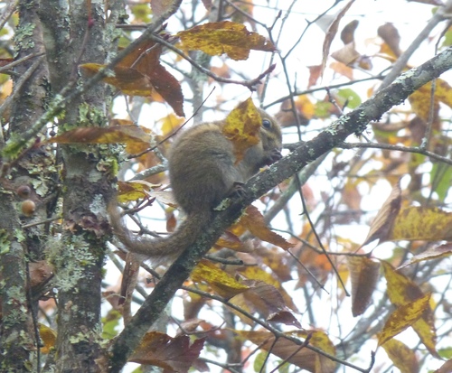 Swinhoe's Striped Squirrel