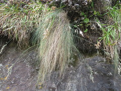 Festuca actae