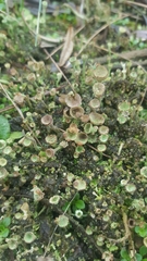 Cladonia chlorophaea