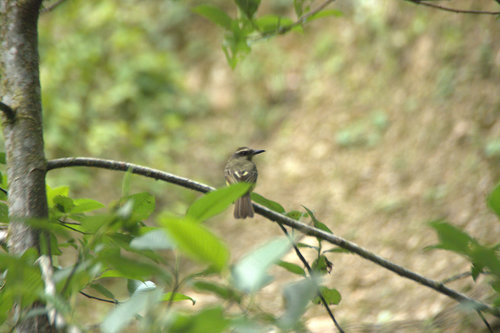 Myiodynastes chrysocephalus