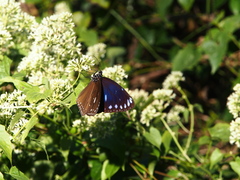 Euploea eunice hobsoni