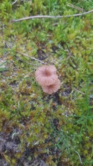 Agaricomycetes