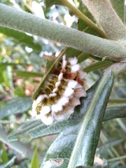 Megalopyge defoliata