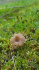 Agaricomycetes