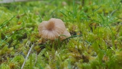 Agaricomycetes
