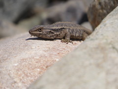 Liolaemus moradoensis