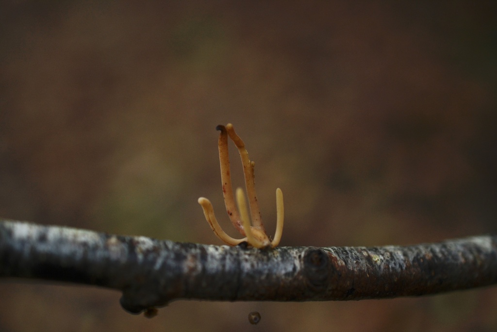 Macrotyphula fistulosa · November 2025 · photo: © cryptomarasmius (iNaturalist, cc-by)