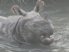 Rhinoceros unicornis