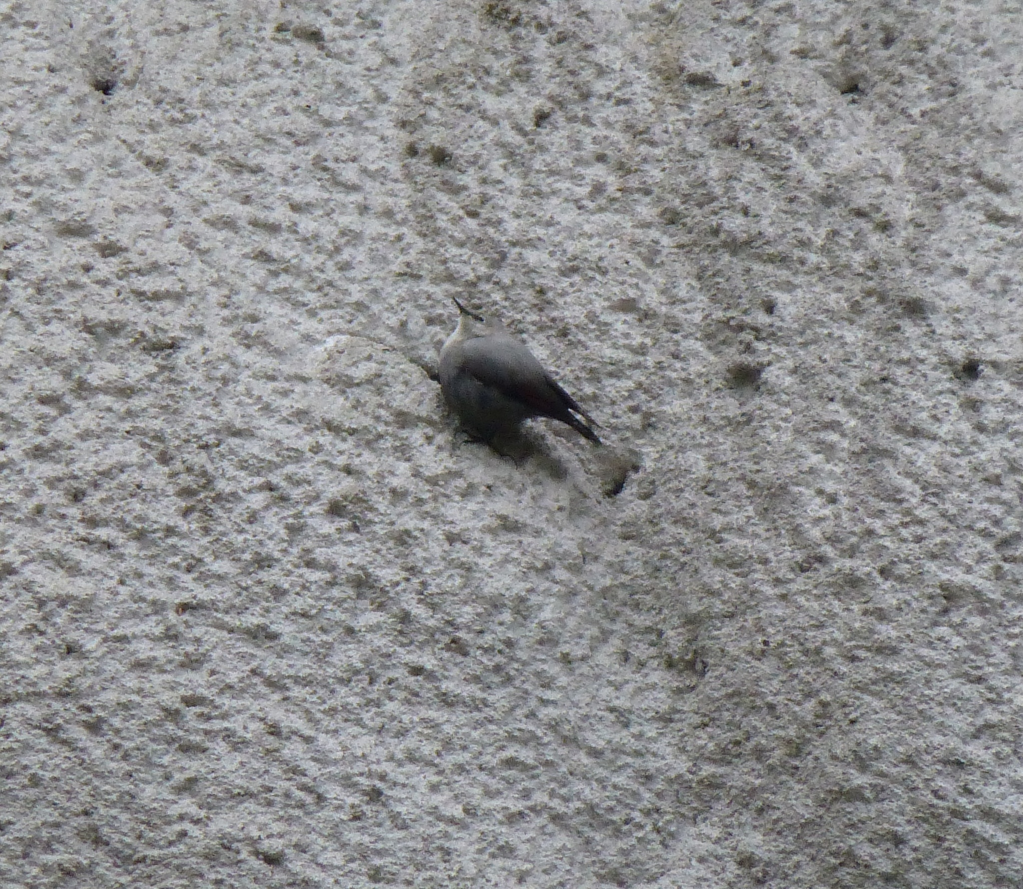 Wallcreeper