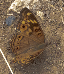 Junonia erigone