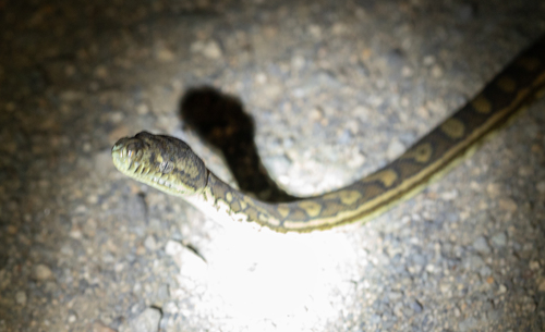 Coastal Carpet Python sighting