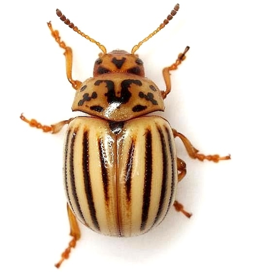 Texas Potato Beetle