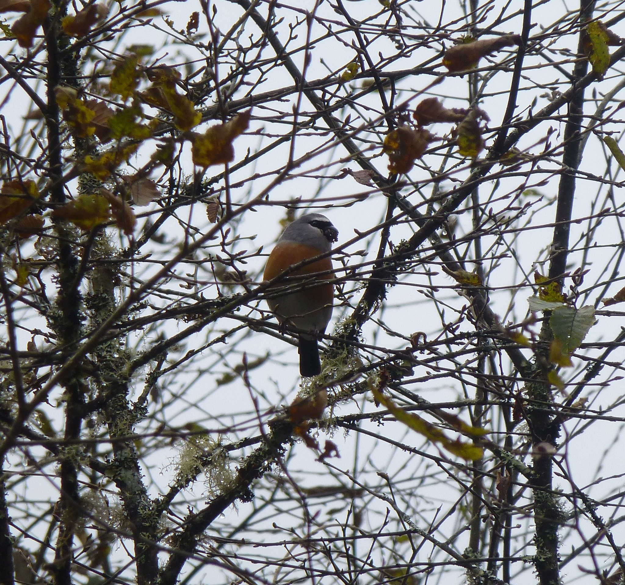 Grey-headed Bullfinch