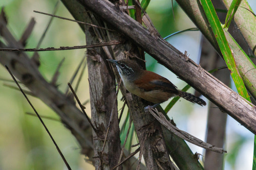 Moustached Wren (Pheugopedius genibarbis), photo 9