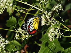 Delias hyparete luzonensis