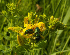 Cryptocephalus sericeus