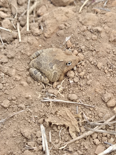 Ornate Burrowing Frog