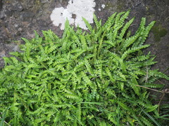 Blechnum blechnoides