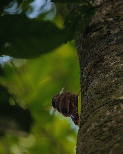 Ceara Woodcreeper (Xiphorhynchus atlanticus), photo 6