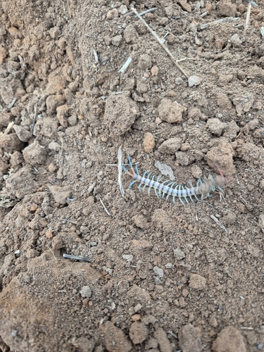 Red-headed Centipede