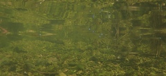 Oryzias curvinotus