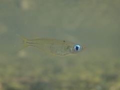 Oryzias curvinotus