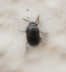 Ptomaphagus