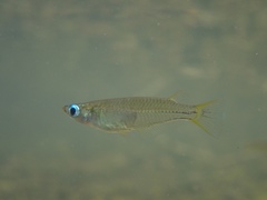 Oryzias curvinotus