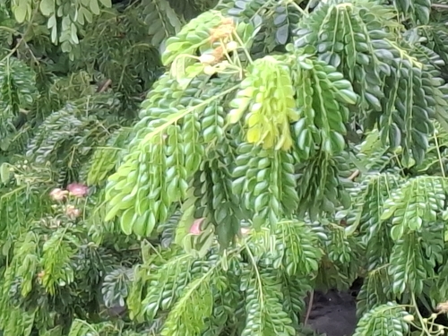 Samanea saman - Flowers