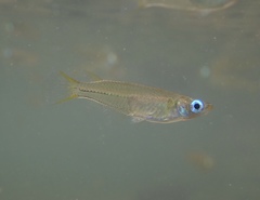 Oryzias curvinotus