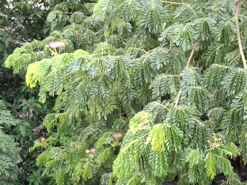 Samanea saman - Leaves