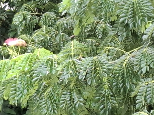 Samanea saman - Whole tree