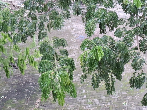 Samanea saman - Leaves