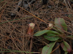 Nepenthes smilesii