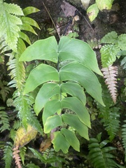Adiantum macrophyllum, photograph author not stated, no rights reserved