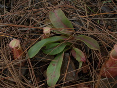 Nepenthes smilesii